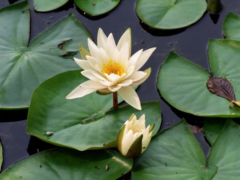 01_08kuchphow030_rms